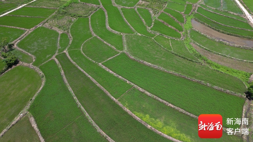 海南昌江“木棉稻田农